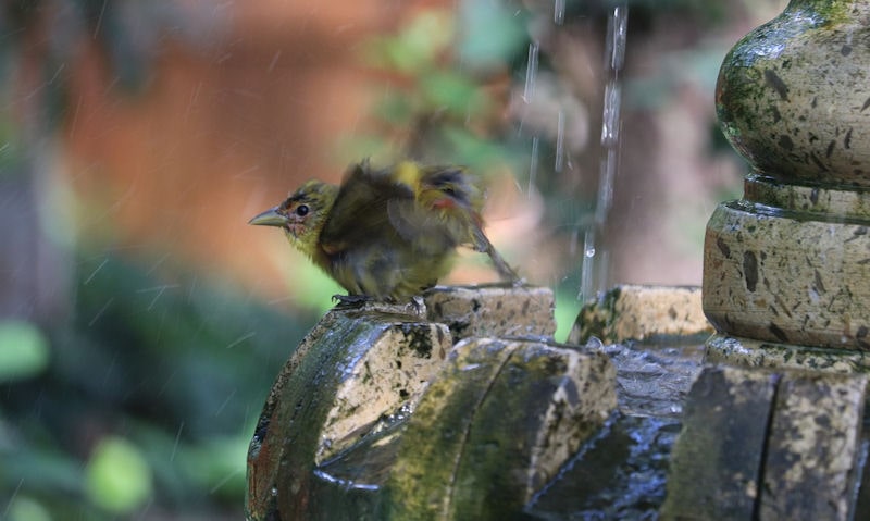 Young American Oriole frolicking on rim of stone fountain bird bath