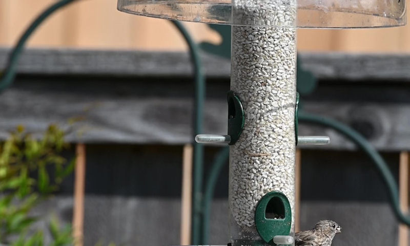 Squirrel baffle seen mounted on upside down to hanging bird seed feeder