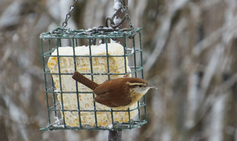 House Wren perched on suet cage bird feeder in snowy conditions