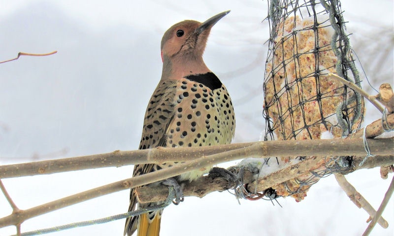 Northern Flicker inspecting frozen suet cake bird feeder in snow