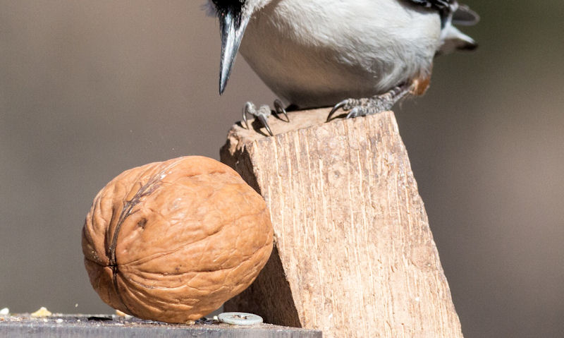 Nuthatch looking intently at walnut in shell