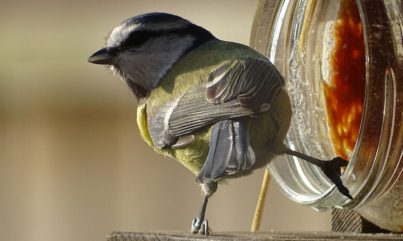 Non native US backyard bird at rim of peanut butter glass jar