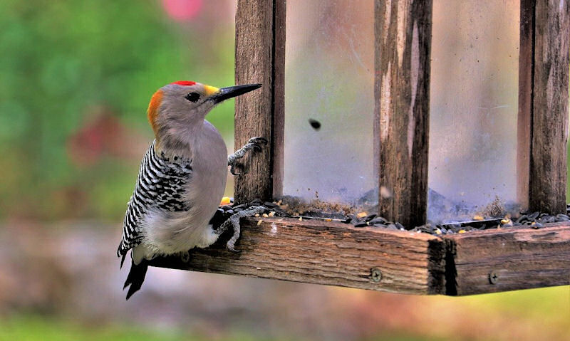 Golden-fronted Woodpecker on old weathered wooden seed feeder