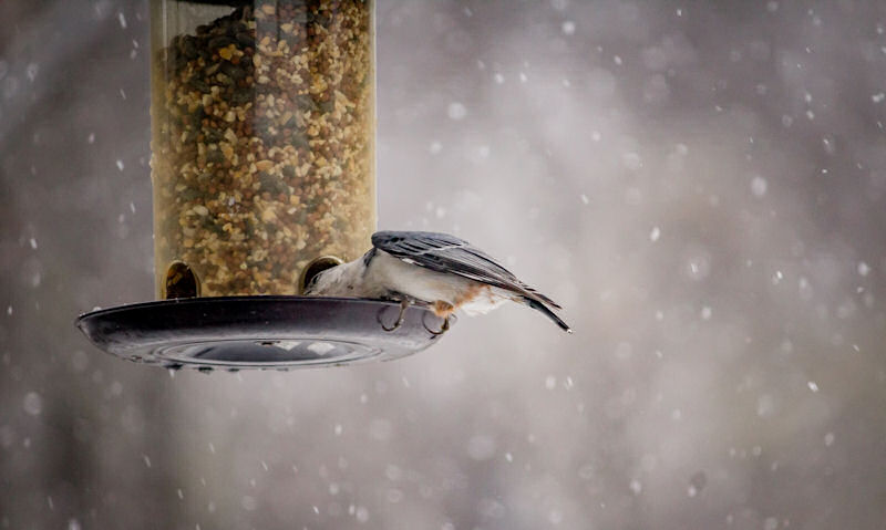 Tufted Titmouse poking its beak in seed feeder, hanging up in snowy conditions