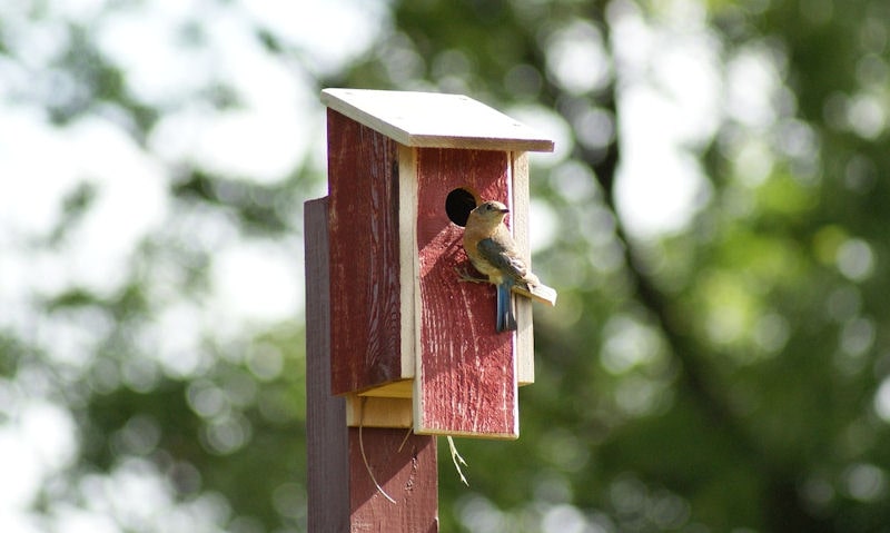 Eastern Bluebird perched on entry hole of pole mounted birdhouse