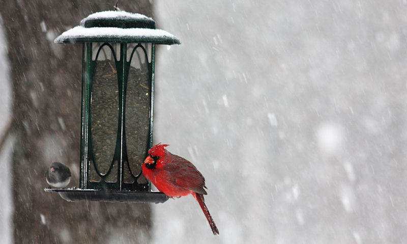 Dark-eyed Junco, Cardinal sharing green seed feeder in snowfall scene