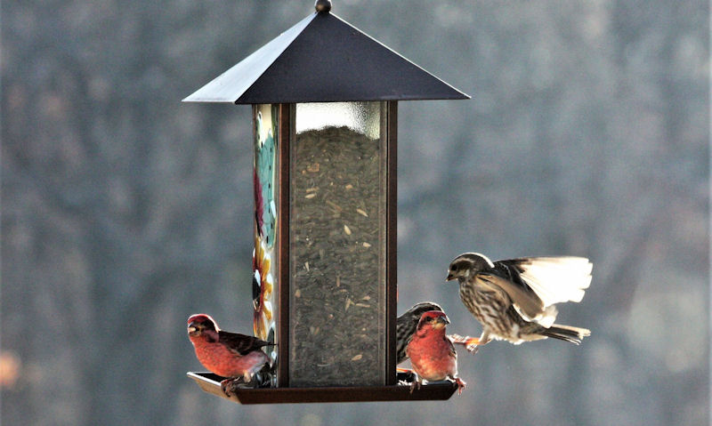 Finches occupy a clear glass window, sunflower seed-filled bird feeder