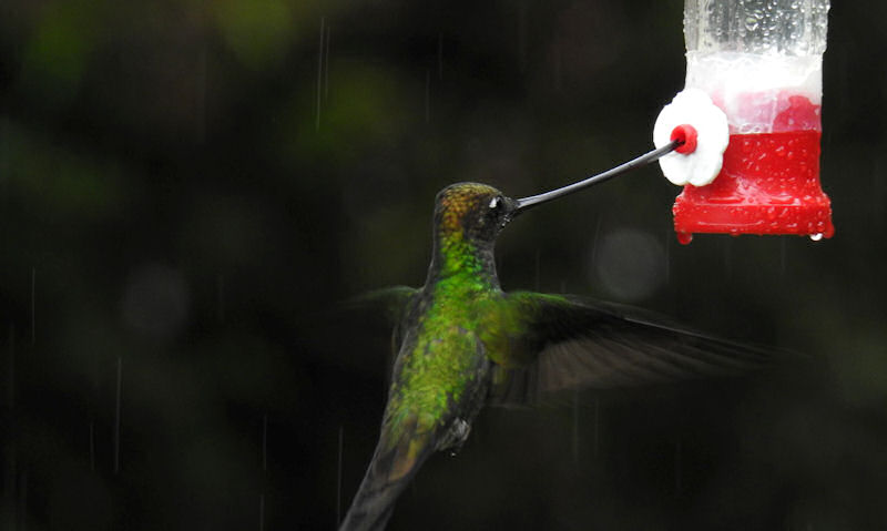 Hovering Hummingbird sipping nectar on feeder in rains