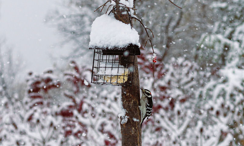Downy Woodpecker on tree next to suet cake feeder in snow