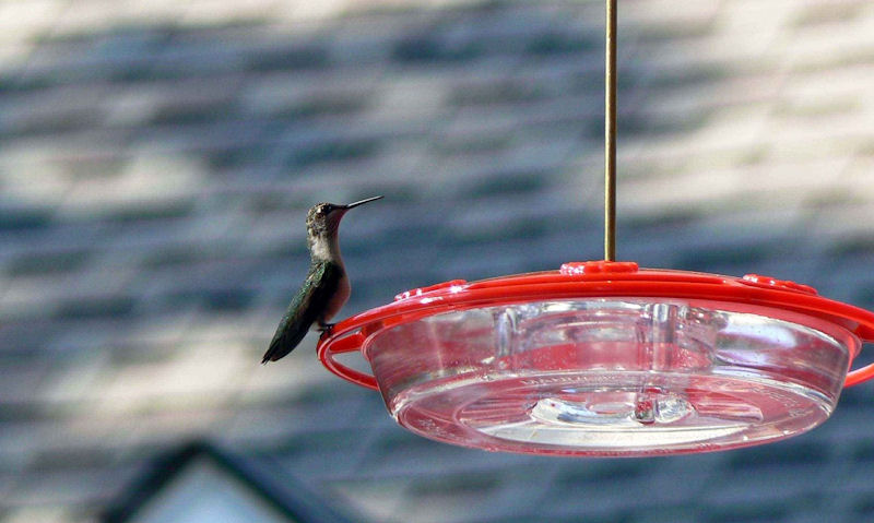 Hanging flat type hummingbird feeder
