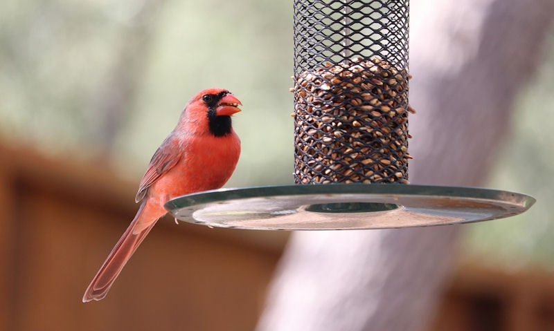Male Northern Cardinal perched on spill tray of peanut bird feeder
