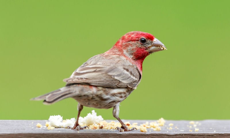 House Finch fed scraps on an open platform