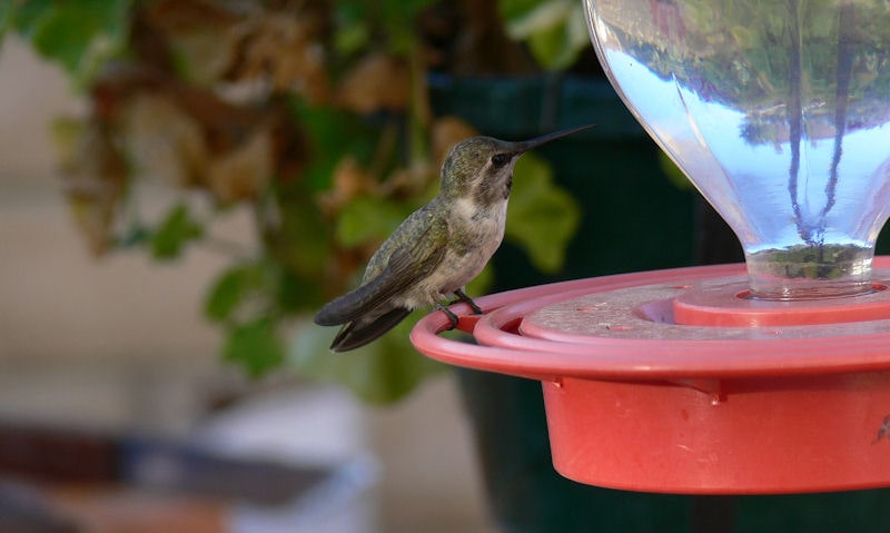 Hummingbird perched on the rim of this dirty feeder