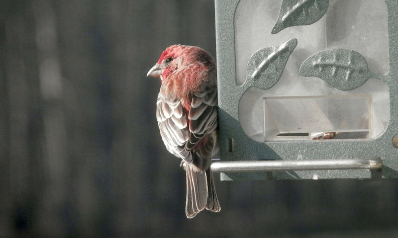 House Finch squeezed onto hanging seed feeder perch