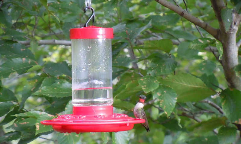 Hummingbird seen perched on nectar-filled feeder