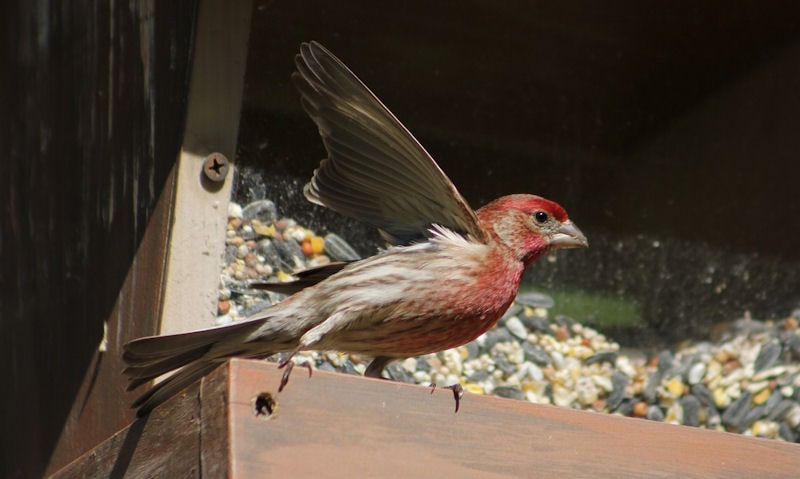 House Finch perched on wooden window hopper seed feeder
