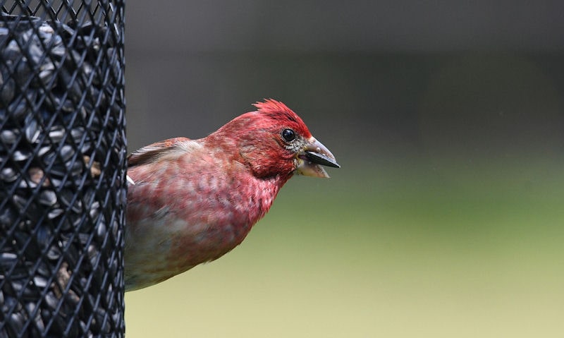 House Finch see with sunflower seed in bill while perch on feeder