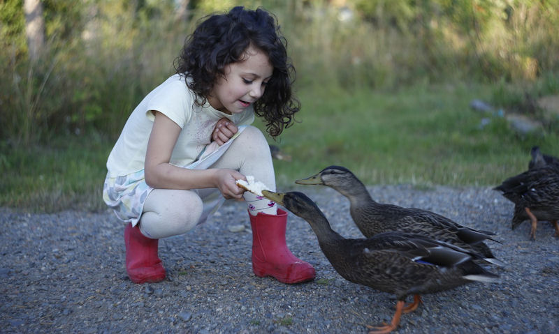 Child hand feeding slice of white bread to ducks
