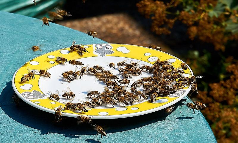 Colorful plate of water offered to a swarm of bees