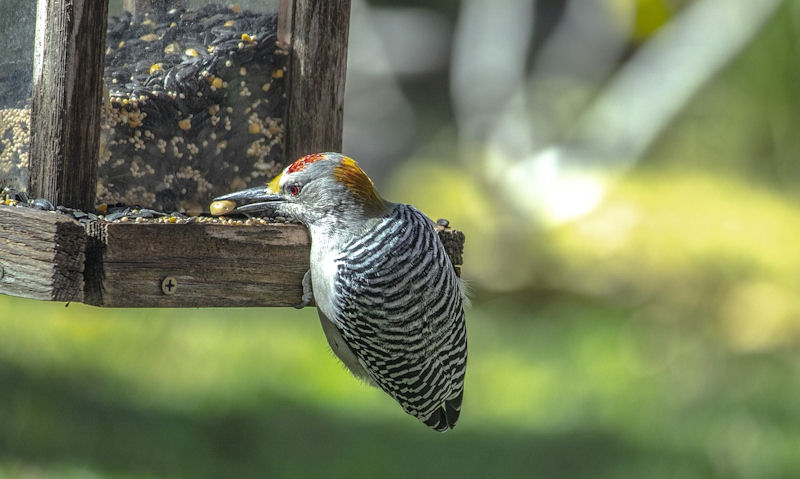 Golden-fronted Woodpecker clinging awkwardly on old wooden seed feeder
