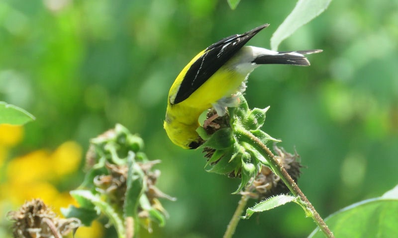 American Goldfinch feeding off young green sunflower
