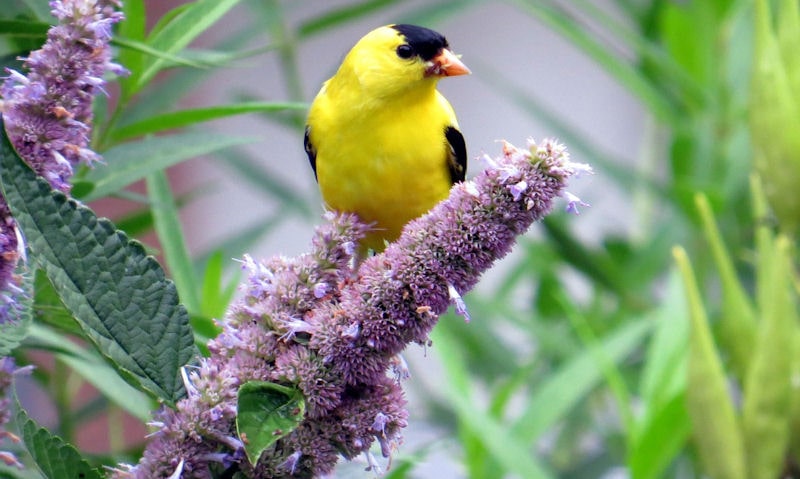 American Goldfinch eating on Hyssop flower top