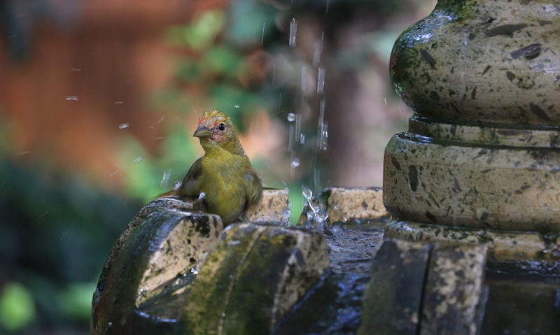 American Goldfinch perched on rim of fountain bird bath