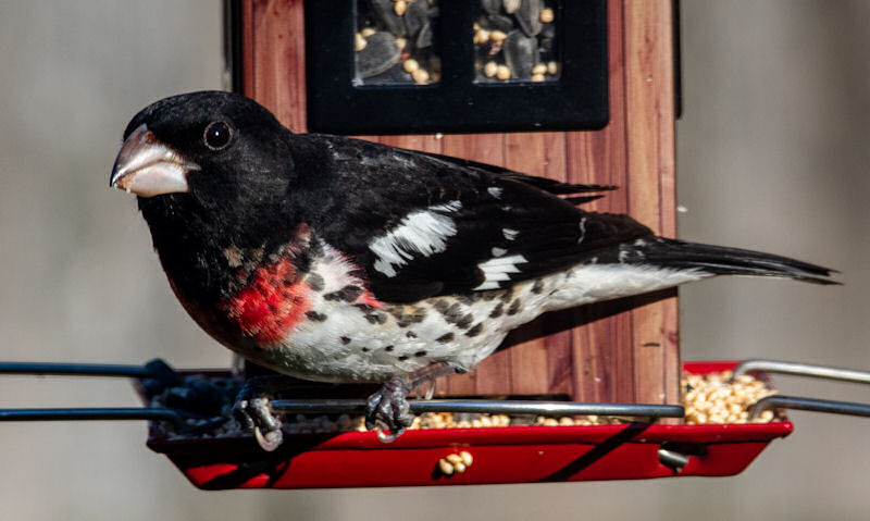 Rose-breasted Grosbeak facing out on seed catcher tray feeder