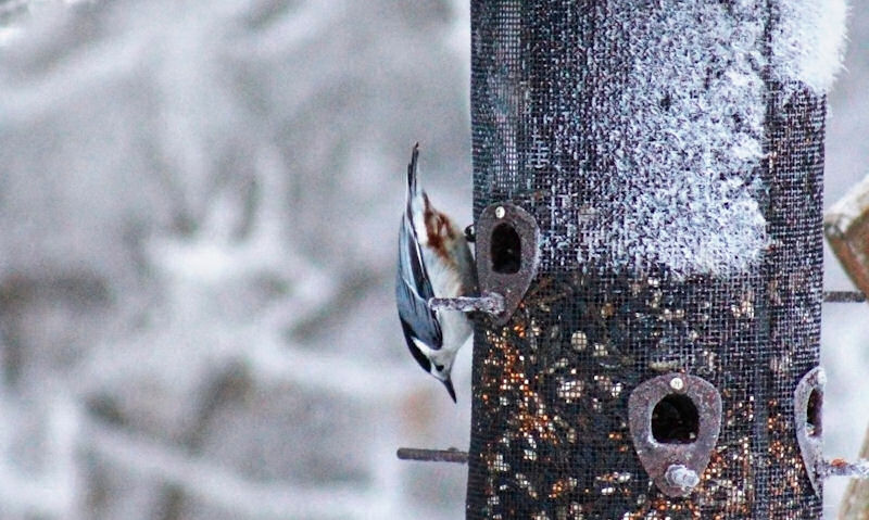 White-breasted Nuthatch clinging to snow and ice covered seed feeder, exposed to the elements