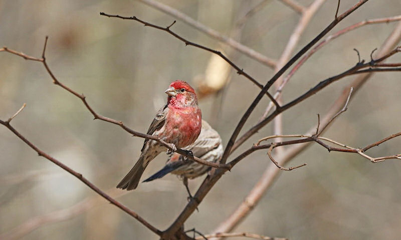 House Finch occupying branch of tree in yard