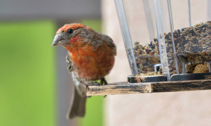 House Finch perched on rim of clear plastic seed bird feeder
