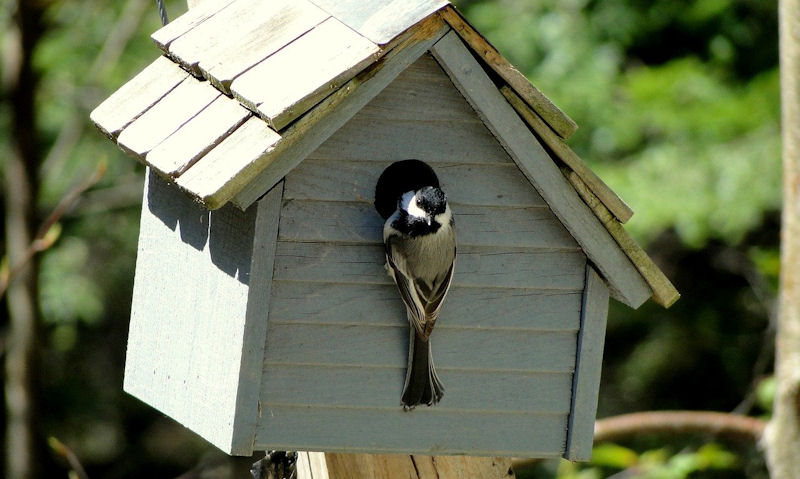 Chickadee perched around rim of entry hole on decorative bird house