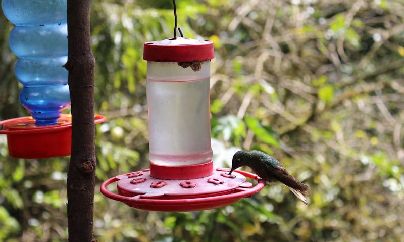 Hummingbird perched on one of two hummingbird feeders hung off branch