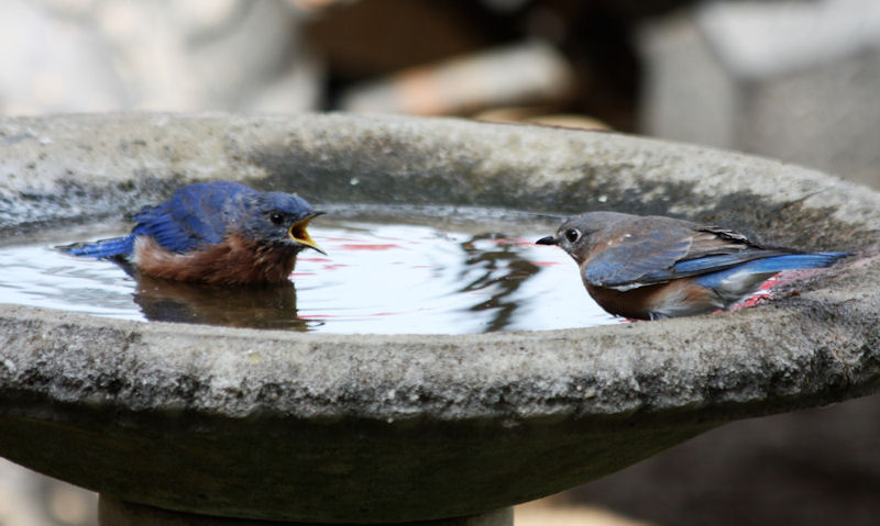 Bluebirds facing each other in shallow water stone bird bath