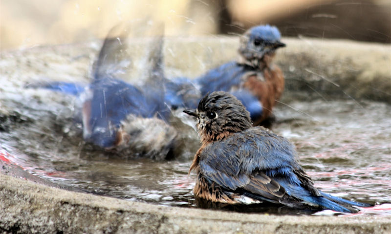 Young Bluebirds seen frolicking in shallow stone bird bath