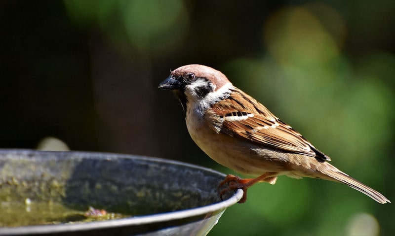 House Sparrow perched on rim of deep metal bird bath