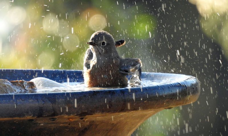 Young Eastern Bluebird splashing around in pedestal bird bath