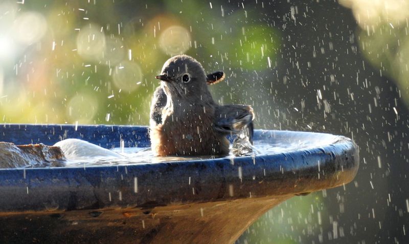 How do birds find bird baths