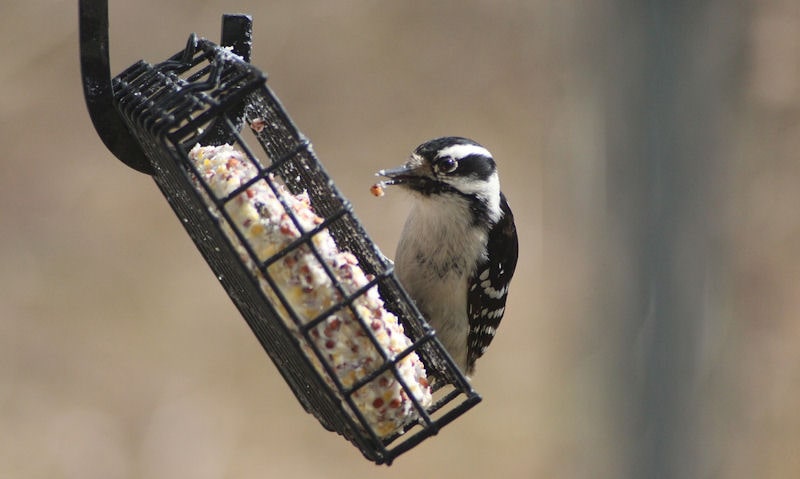 Downy woodpecker perched on hooked over suet cake bird feeder