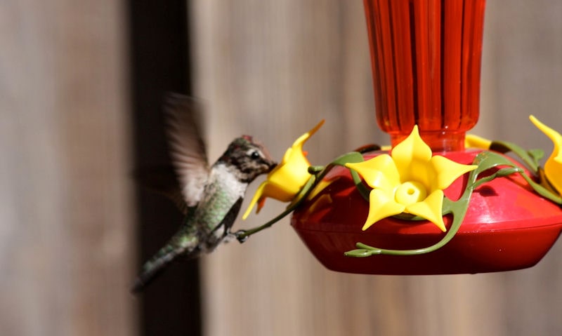 Hummingbirds bill poked all the way in to Hummingbird feeder well