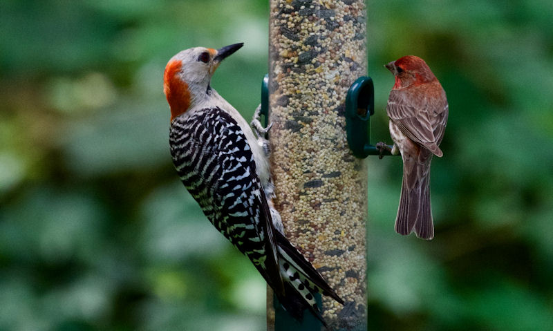 Red-Bellied Woodpecker, House Finch share hanging seed feeder
