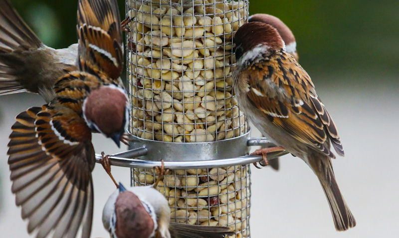 House Sparrows feeding out of two-level wire mesh peanut feeder