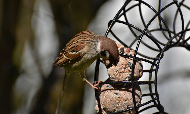 House Sparrow feeding on wreath style fat ball feeder