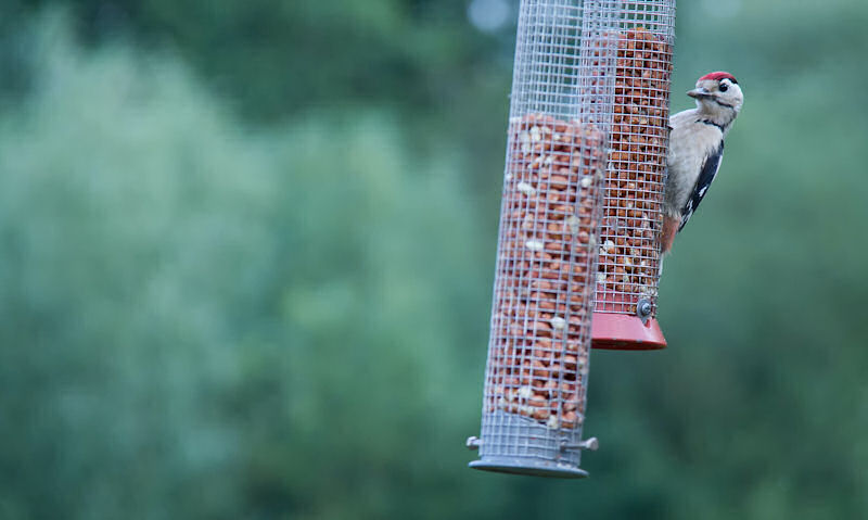 Downy woodpecker perched one of two hanging peanut bird feeders