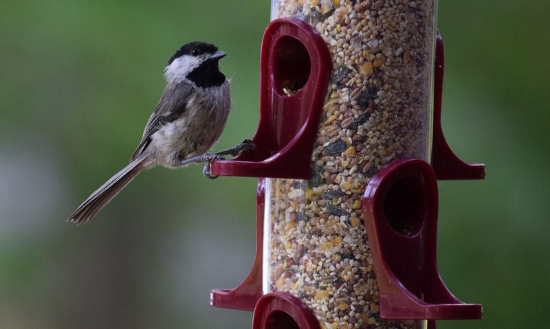 Black-capped Chickadee peched on plastic tube seed feeder suspending on tree branch