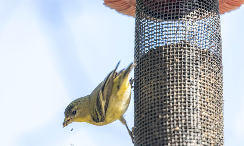 American Goldfinch perched on metal thistle seed feeder