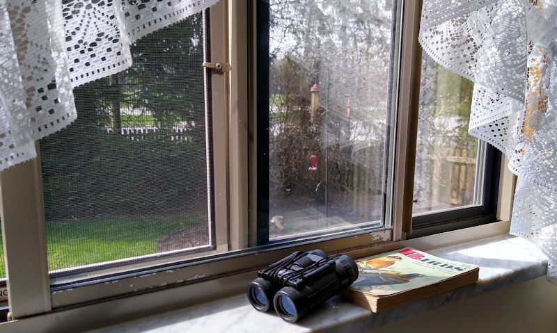 Bird feeders on pole as seen from inside house window