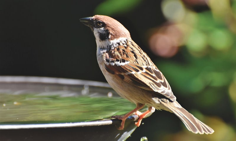 Sparrow perched on rim of metal bird bath