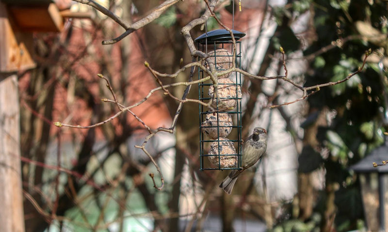Sparrow clinging to hanging fat ball bird feeder hung among branches