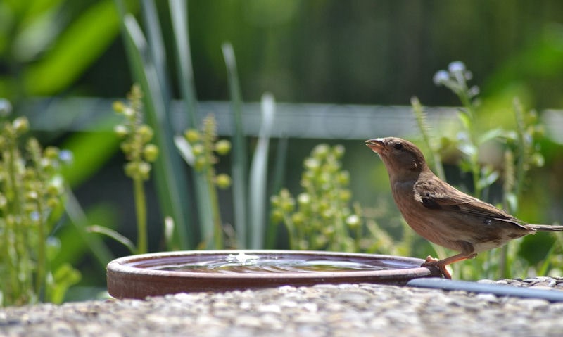 Sparrow perched on rim of terracotta water dish placed low down to ground